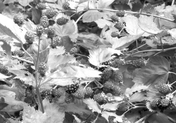 Blackberries ripening