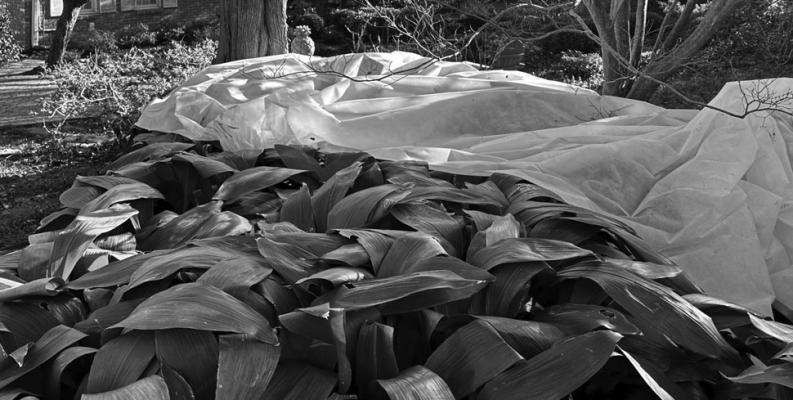 Keep frost cloth ready for extreme cold forecasts
