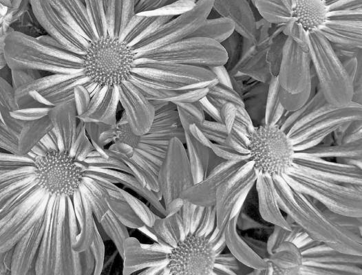 Garden mums