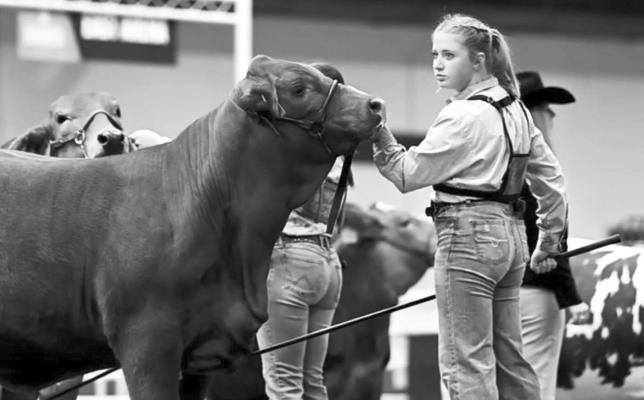 Fort Stockton sophomore student Meagan Hanson made a milestone accomplishment at the Houston Livestock Show. Photo courtesy of Crystal Galindo