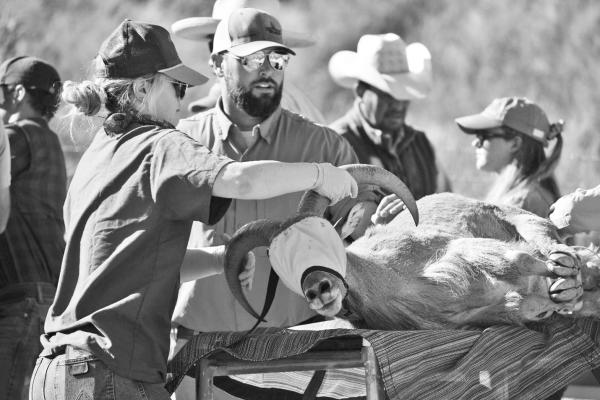 Researchers placed tracking collars on a total of 306 animals in the mountains of West Texas this spring, including the aoudad pictured here.