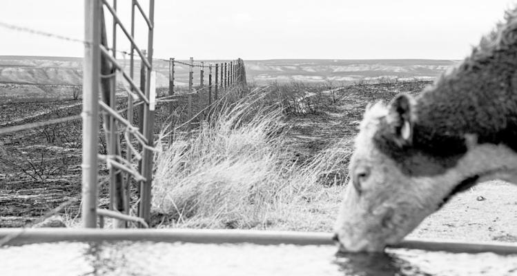 The wildfires have damaged and disrupted cattle operations in the Panhandle, but AgriLife Extension experts say cattle and infrastructure losses will impact individual producers and not ripple into the Texas or U.S. cattle and beef market. (Texas A&amp;M AgriLife photo by Sam Craft)