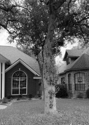 How to avoid Oak Tree Damage