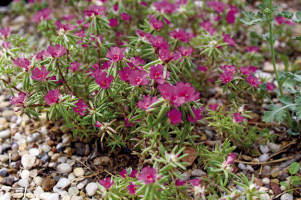 Rare bloom grows at FS residence