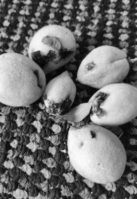 Larval stage of snout beetle causes issues with peach crop