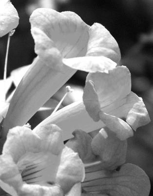 Trumpet vine woes stem from the “mother” plant