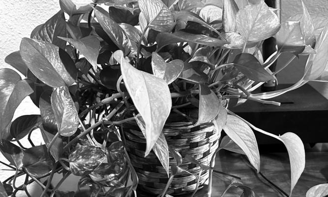 Devil’s ivy