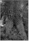 Erosion seldom a factor in tree roots found above ground
