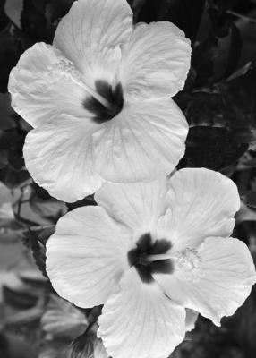 Trimming hibiscus and adding plant food allows for new growth