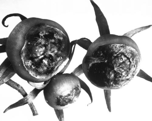 Blossom-end rot on tomatoes.