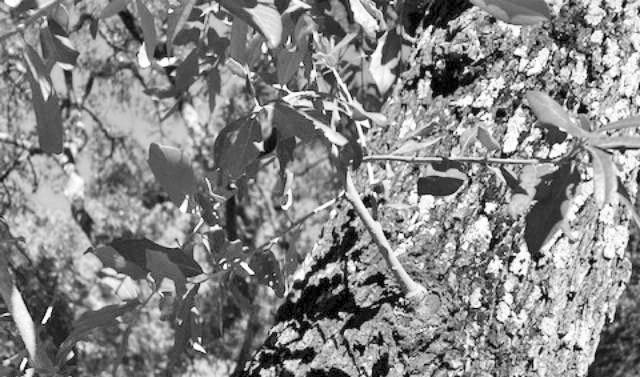 Oakland hollies can be planted year-round