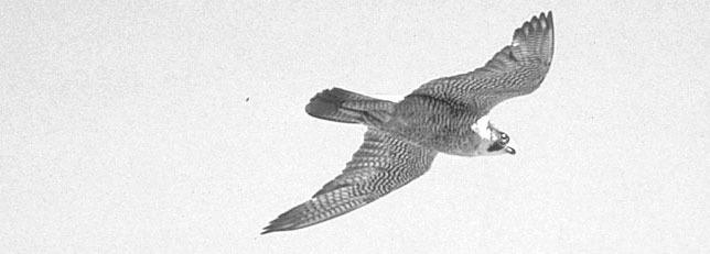 Peregrine Falcons nest among the high cliffs of the Chisos Mountains. Courtesy Photo