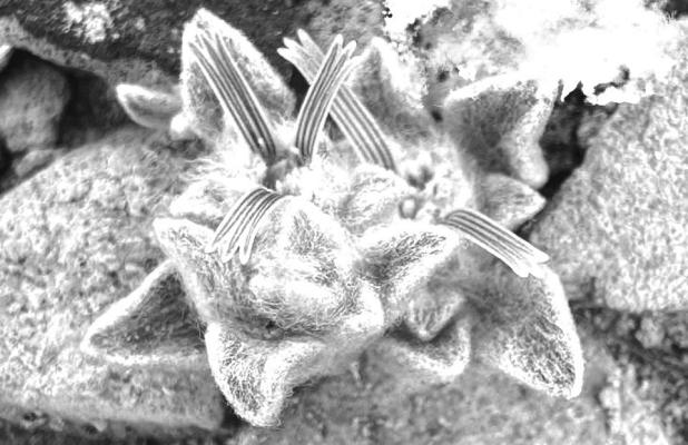 Ovicula biradiata or “Wooly Devil” Photo courtesy of D. Manly, NPS