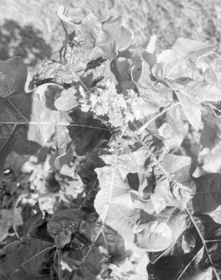 Burr oak problem.