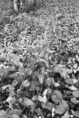 Glyphosate-only herbicide should take care of invasive vines