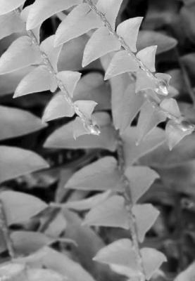 Dividing Boston ferns is easier than raising from spores