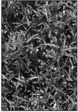 Purpleheart cuttings are easily propagated in soil