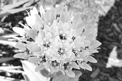 Native milkweed