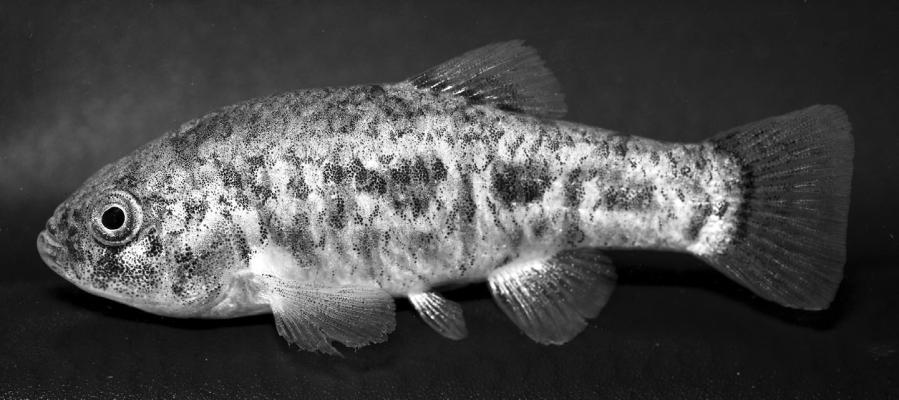 Female Pecos pupfish. Photo credit: Kevin W. Conway