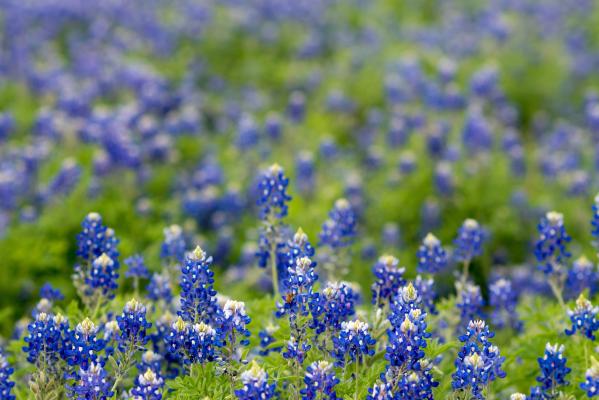 TX