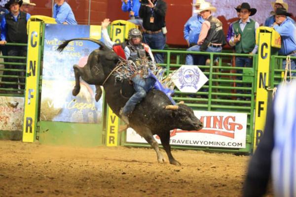Bull