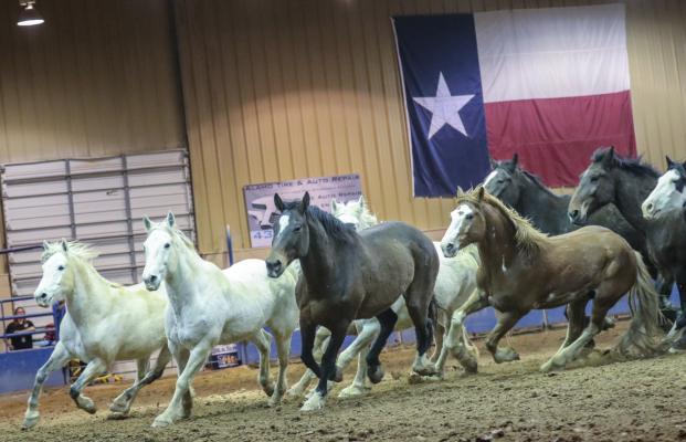 Rodeo
