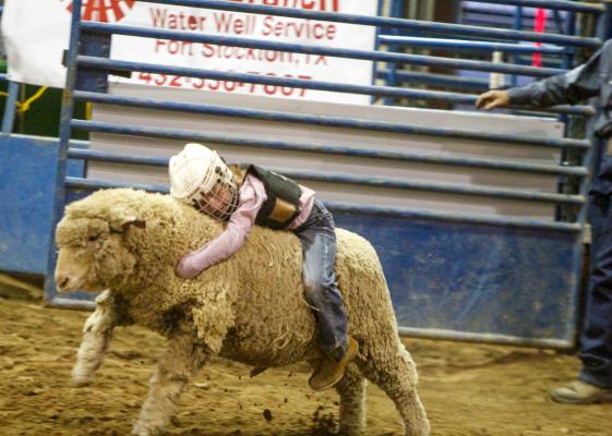 Mutton Busting is a must-see event at every rodeo, as was the case at last year’s Comanche Springs Rodeo at the Pecos County Coliseum. Viewers will get the pleasure of watching the event once again at this year’s rodeo in Fort Stockton. Photo by Nathan Heuer