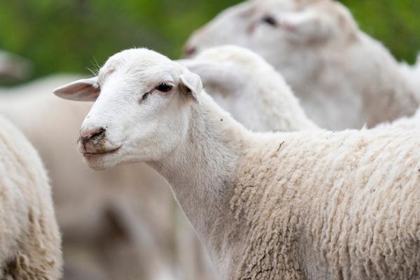 Sheep