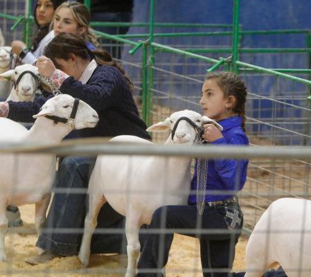 Pecos County Livestock Show