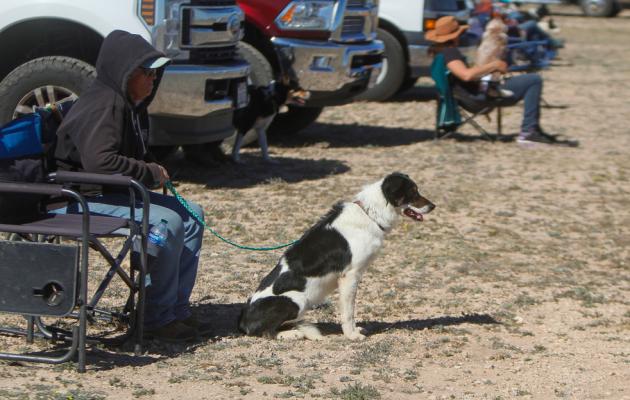 Sheep Dog Trial