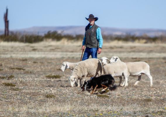 Sheep Dog Trial