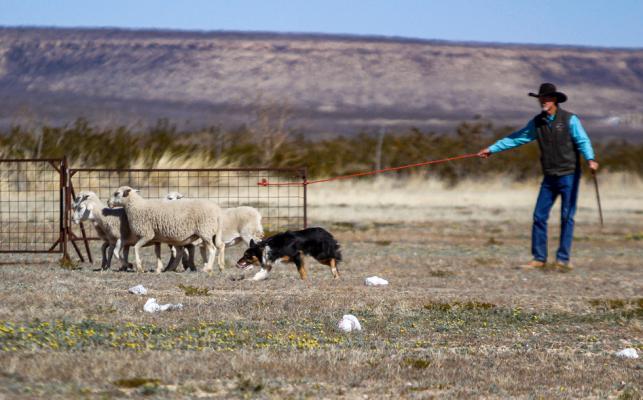 Sheep Dog Trial