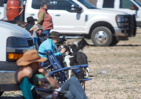 Sheep Dog Trial