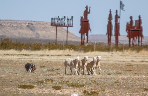 Sheep Dog Trial