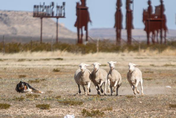 Sheep Dog Trial