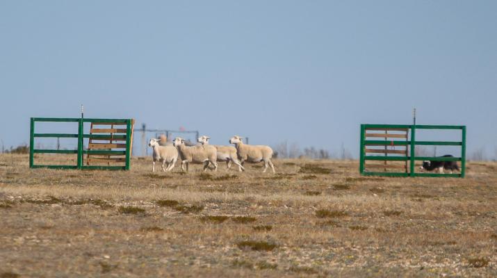 Sheep Dog Trial