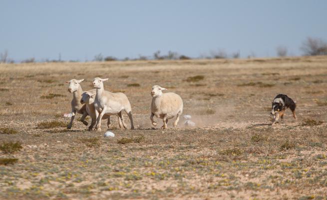 Sheep Dog Trial