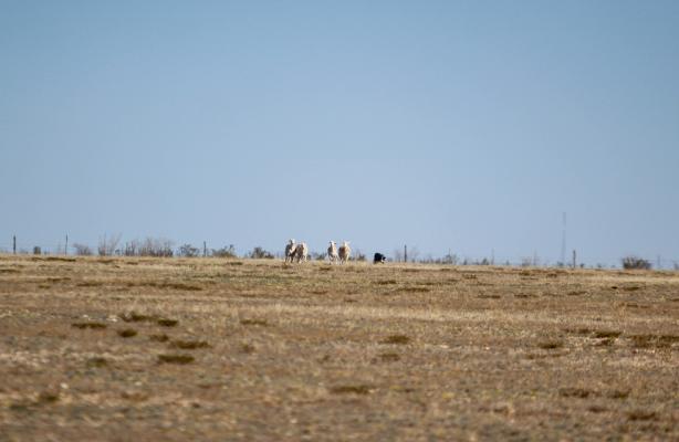 Sheep Dog Trial