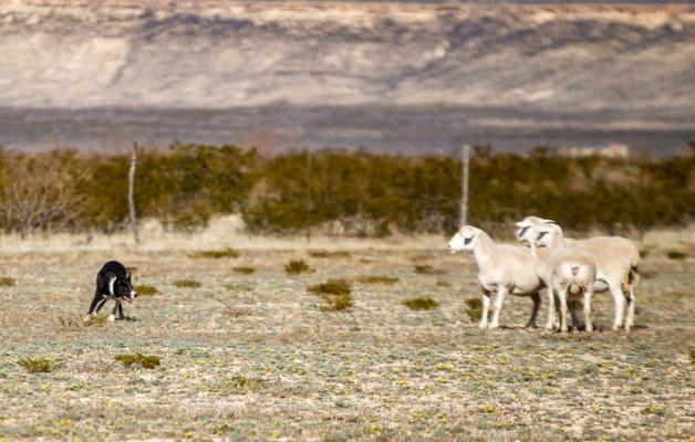 Sheep Dog Trial