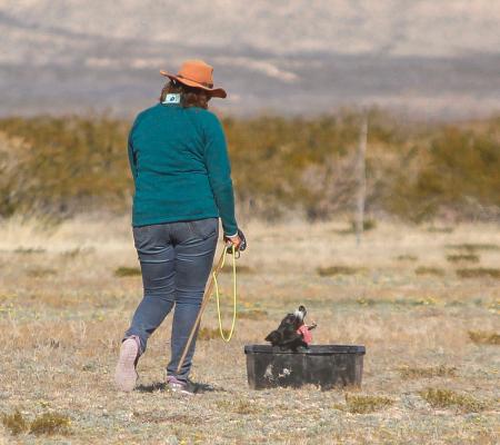 Sheep Dog Trial