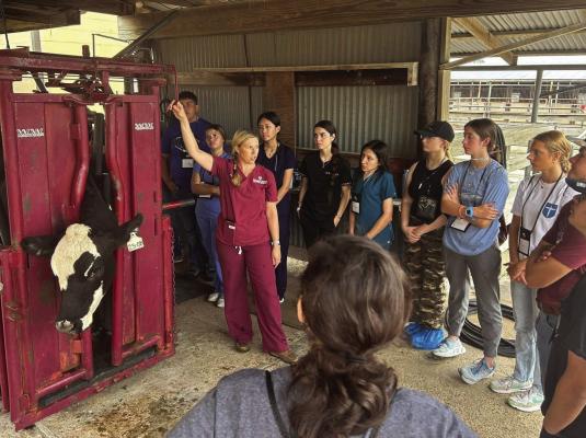 Texas A&amp;M University in College Station accepted 40 high school students for a four-day veterinary science camp. Courtesy Photo