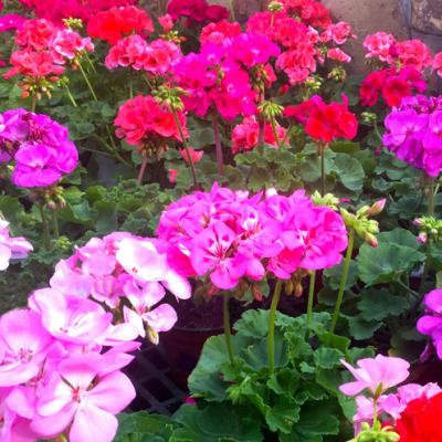 Smart Solutions for the Fall Garden