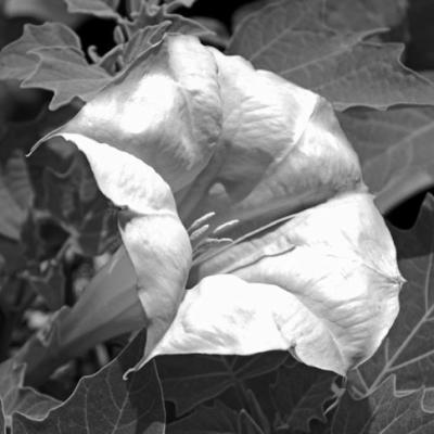 Visually appealing plants can be toxic 
