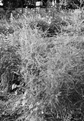 Allowance of fruit production in asparagus results in smaller spears