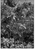 Rose Rosette Virus is fatal and spread by mites