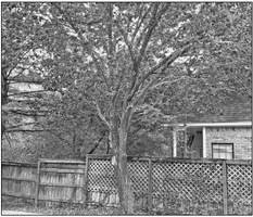 Bradford pear that has lost two branches