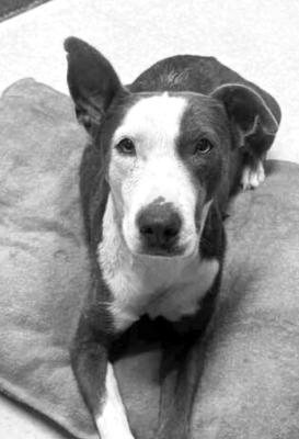 PET OF THE WEEK