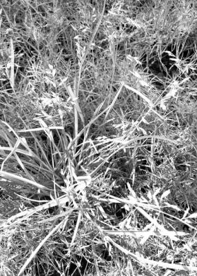 Rescue grass