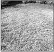 Serious chinch bug damage. CONTRIBUTED PHOTO