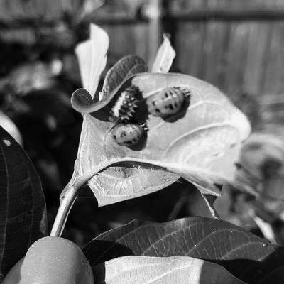 Bark scale a big issue for crape myrtles